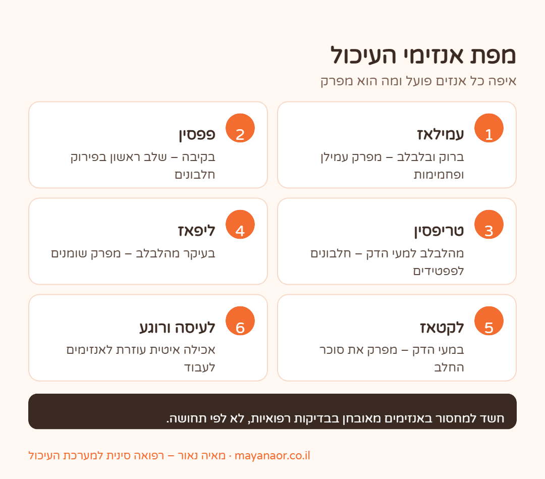 אינפוגרפיקה: מפת אנזימי העיכול – היכן כל אנזים פועל ומה הוא מפרק